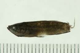 Image of Betta