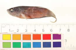 Image of Dusky betta