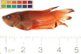 Image of siamese fighting fish