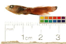 Image of Betta albimarginata Kottelat & Ng 1994