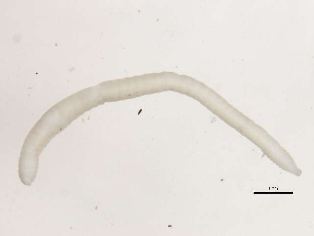 Image of Enchytraeida