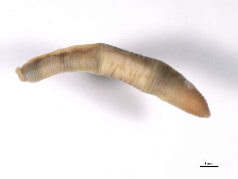 Image of earthworms