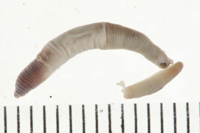 Image of earthworms