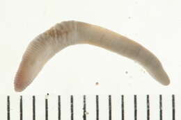 Image of earthworms