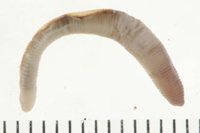 Image of earthworms