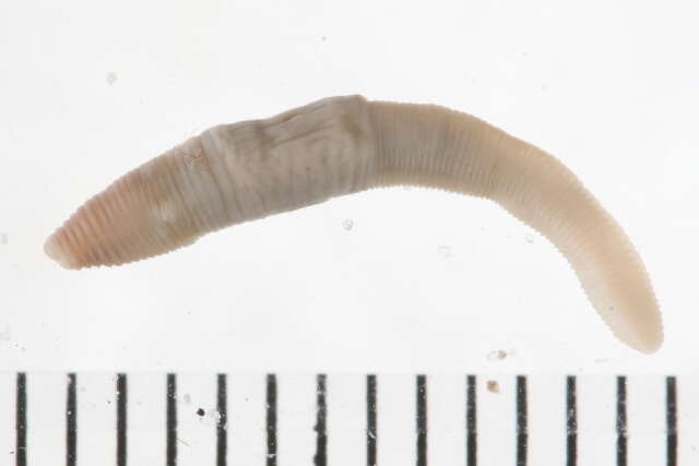 Image of earthworms