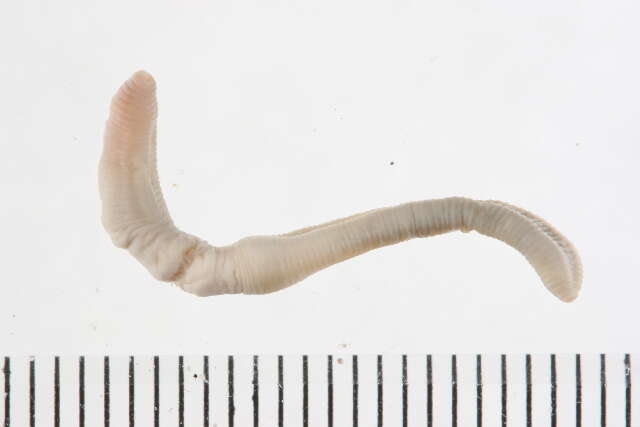 Image of earthworms