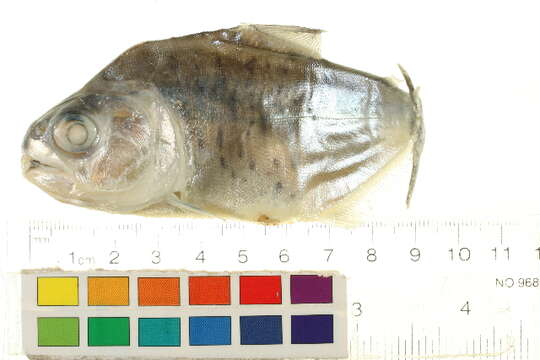 Image of Silver piranha