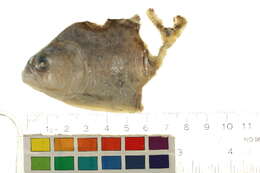 Image of Serrasalmus maculatus Kner 1858