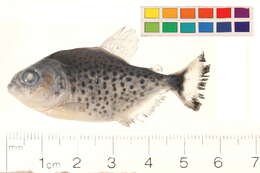 Image of Red-bellied piranha
