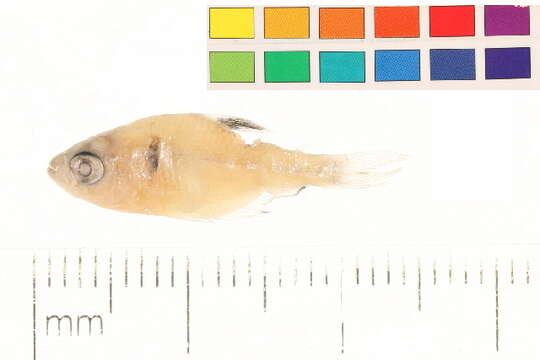 Image of Blood characin