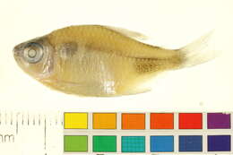 Слика од Hemigrammus pulcher Ladiges 1938