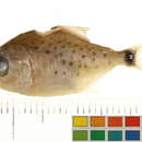 Image of <i>Serrasalmus cariba</i>