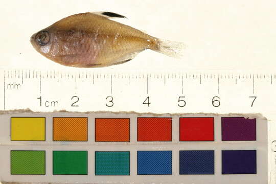 Image of Blood Tetra