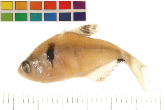 Image of Blood characin