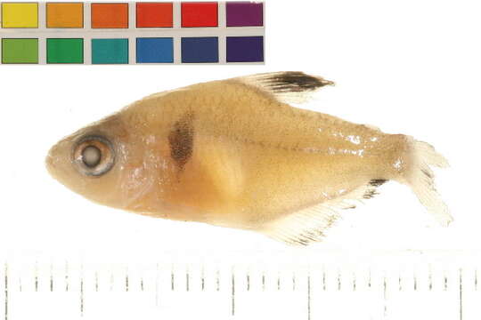 Image of Blood characin