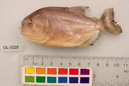 Image of San Francisco piranha