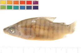 Image of Distichodus antonii Schilthuis 1891