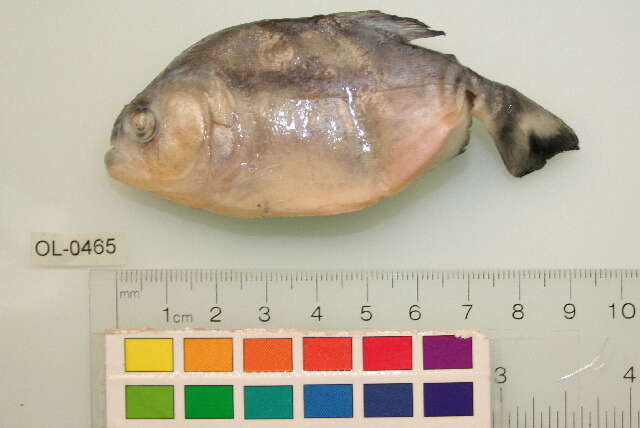 Image of San Francisco piranha