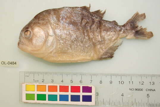 Image of Red-bellied piranha