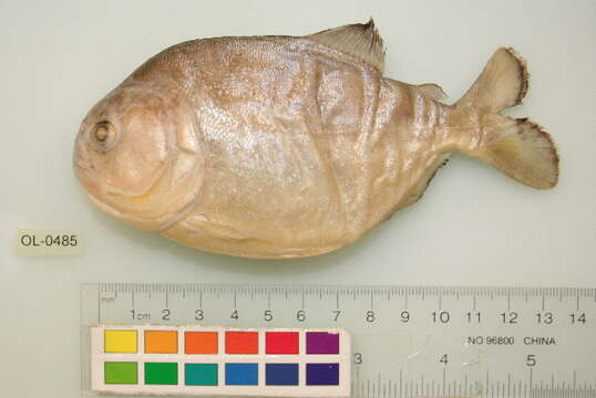 Image of Red-bellied piranha