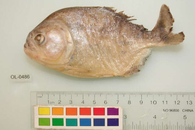 Image of Red-bellied piranha