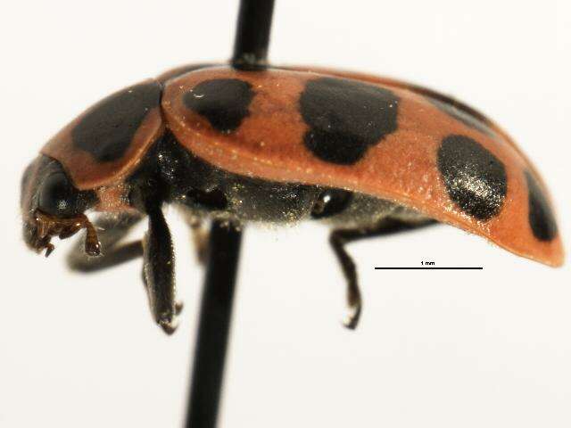 Image of Spotted Lady Beetle