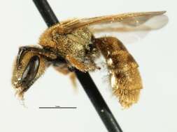 Lasioglossum vierecki (Crawford 1904)的圖片