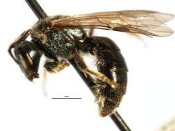 Lasioglossum oblongum (Lovell 1905)的圖片