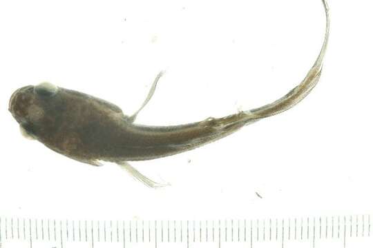 Image of Channa cf. marulius