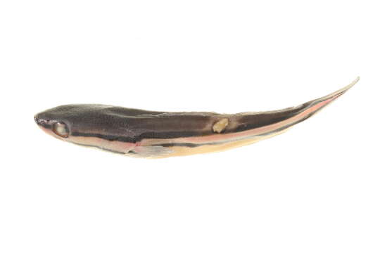 Image of Giant Snakehead