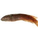 Image of Channa stewartii