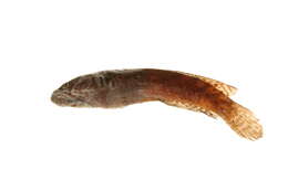 Image of Channa stewartii