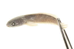 Image of Dwarf Snakehead