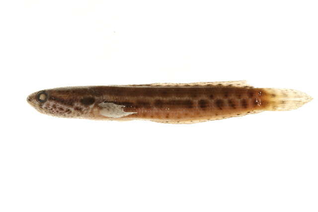 Image of Channa bankanensis (Bleeker 1853)