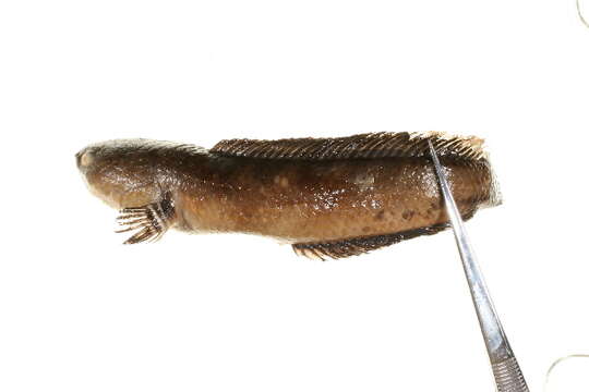 Image of Ceylon snakehead