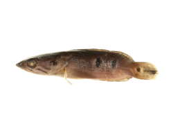 Image of Ocellated snakehead