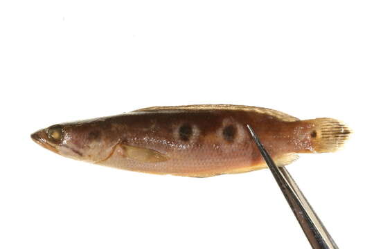 Image of Ocellated snakehead