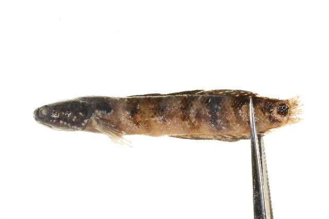 Image of Small snakehead