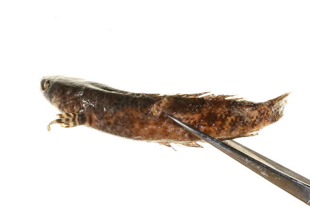 Image of Assamese snakehead