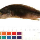 Image of Crenicichla macrophthalma Heckel 1840