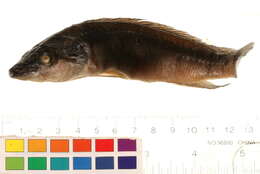 Image of Crenicichla macrophthalma Heckel 1840