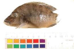 Image de Crenicichla macrophthalma Heckel 1840