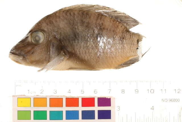 Image of Crenicichla macrophthalma Heckel 1840