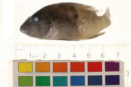 Image of Geophagus argyrostictus Kullander 1991