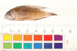 Image of Apistogramma