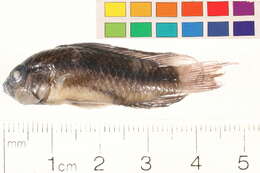 Image of Apistogramma trifasciata (Eigenmann & Kennedy 1903)