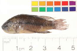 Image of Apistogramma trifasciata (Eigenmann & Kennedy 1903)