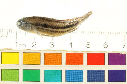 Image of Apistogramma paucisquamis Kullander & Staeck 1988