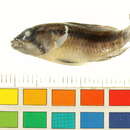 Image of Apistogramma atahualpa Römer 1997